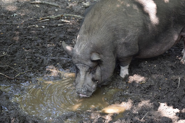 果不是他主 果不是他主